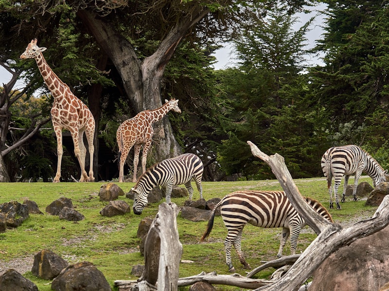 Jacksonville Zoo Improvements